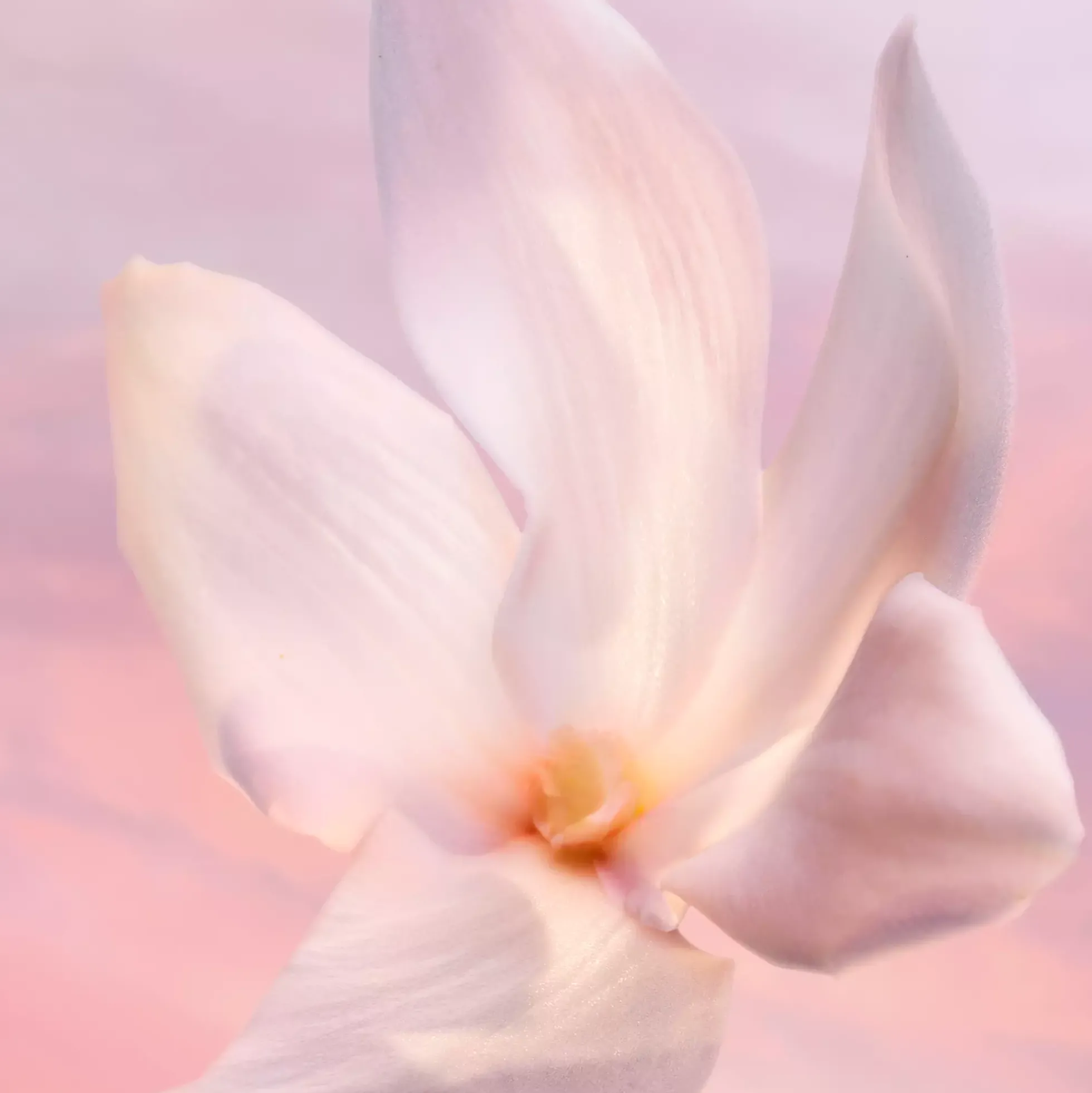 LancômeLa Vie est Belle Vanille Nude Eau de Parfum 30 ml