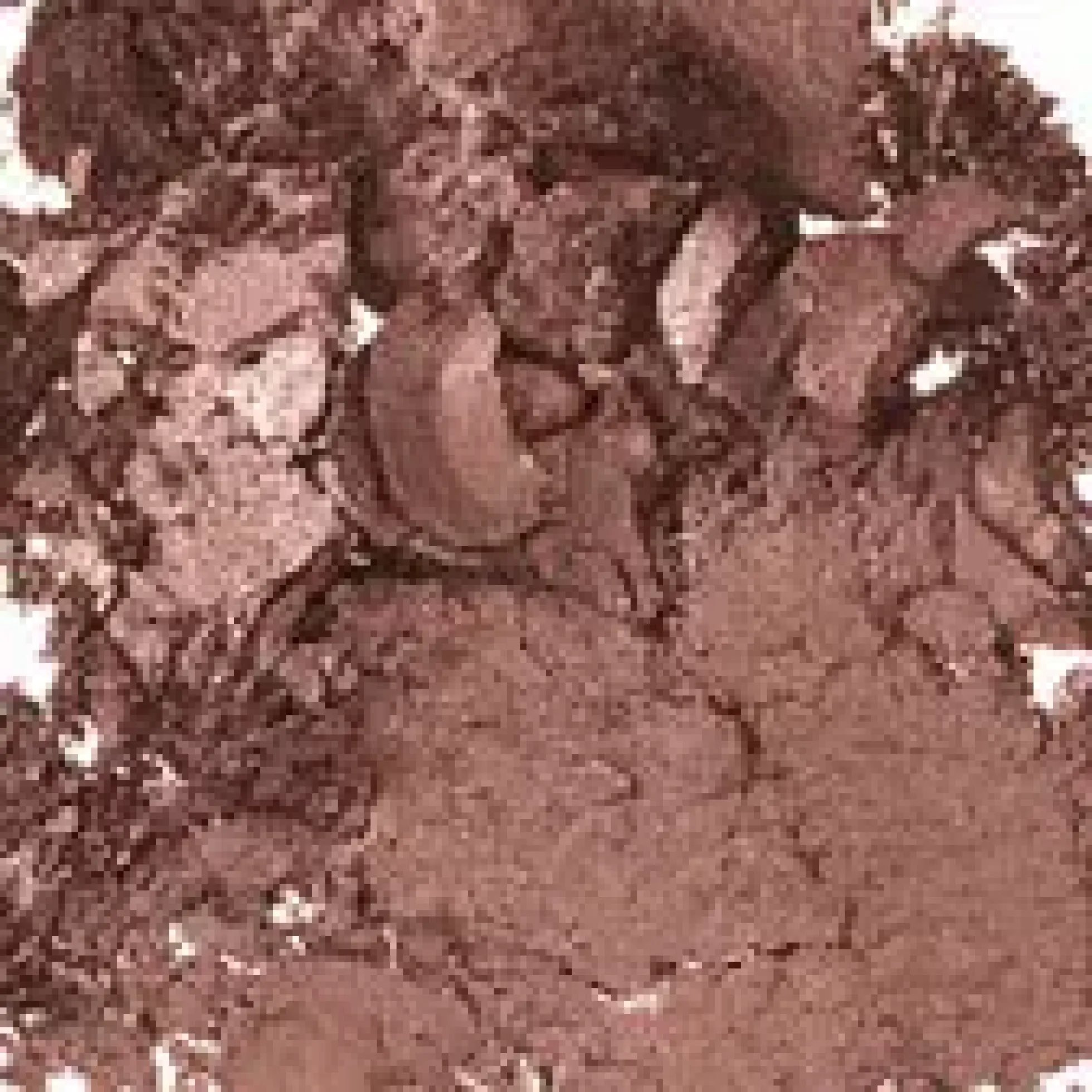 MAC Cosmetics Frost Single Eyeshadow Humid