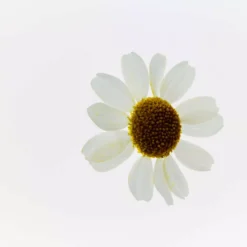 The Body ShopCamomile Sumptuous Cleansing Butter 90 ml